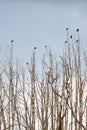 in forrest crow perched on a dry branch