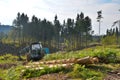 Forrest cutting trees down logged Royalty Free Stock Photo