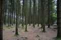 Forrest with foxholes from the US 101st Airborne near Bastogne Royalty Free Stock Photo