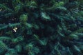 Forrest of green pine trees on mountainside. Natural background of pine leaves Royalty Free Stock Photo