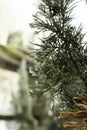 Forrest green pine trees after the rain Royalty Free Stock Photo