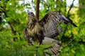 Forrest Hawk - Buteo buteo - Kane lesni Royalty Free Stock Photo