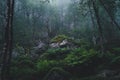 Forrest on the hike up to Preikestolen Royalty Free Stock Photo