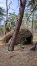Forrest integrated willow hut Royalty Free Stock Photo