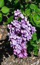 Forrest Kresser Smith Lilac