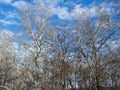 Forrest leafless trees Royalty Free Stock Photo