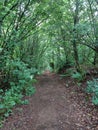 Forrest in Little town Saarland Germany