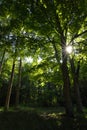 Forrest of Maple Trees