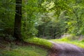 Forrest path leading into the unknown green Royalty Free Stock Photo