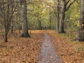 Forrest path to gate Royalty Free Stock Photo