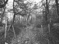 Forrest Pathway In Black & White Royalty Free Stock Photo