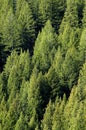 Forrest of Pine Trees Royalty Free Stock Photo