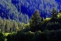 Forrest of Pine Trees Royalty Free Stock Photo