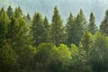 Forrest of Pine Trees in Rain Royalty Free Stock Photo