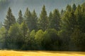 Forrest of Pine Trees in Rain Royalty Free Stock Photo