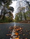 Forrest road at autumn stock photo Royalty Free Stock Photo