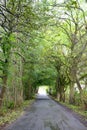 A forrest road in Leeds, UK Royalty Free Stock Photo
