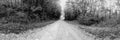 Forrest Road Panoramic In Black & White Royalty Free Stock Photo