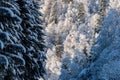 Forrest snow frozen sunny frozen Royalty Free Stock Photo
