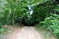 Forrest Trail pathway access with sand