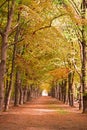 Forrest trees in the woods in the autumn fall