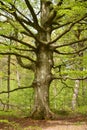 Forrest trees in the woods with walking foot path Royalty Free Stock Photo