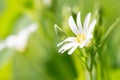 Forrest white flowers close up Royalty Free Stock Photo