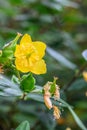 Forrests tutsan Hypericum forrestii cup-shaped yellow flower Royalty Free Stock Photo