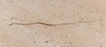 Forskal Sand Snake or Schokari sand racer (Psammophis schokari) in the UAE