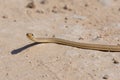 Forskal Sand Snake or Schokari sand racer (Psammophis schokari) in the UAE
