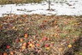 Forsook rotten apple fruits on a withered grass