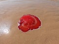 Forsskal`s Pleurobranch, Sidegill Slug stranded at the beach of read sea Royalty Free Stock Photo