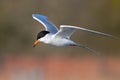 Forster`s Tern In Flight