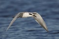 Forster`s Tern in flight in winter