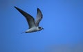 Forster`s Tern