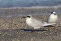 Forster`s Tern immature sterna forsteri Royalty Free Stock Photo