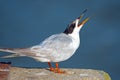 Forster's Tern Juvenile Royalty Free Stock Photo
