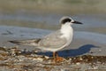 Forster`s Tern in non-breeding plumage - Florida Royalty Free Stock Photo