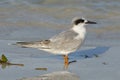 Forster`s Tern in non-breeding plumage - Florida