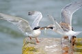 Forster's Tern's Royalty Free Stock Photo