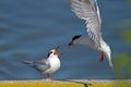 Forster's Tern's Royalty Free Stock Photo
