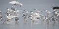 Forster`s Tern seagulls on Hilton Head Island Beach, South Carolina