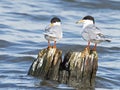 Forster`s Tern