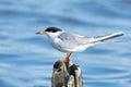 A Forster`s Tern Standing on a Log