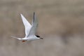 Forster`s Tern, Sterna forsteri, in flight Royalty Free Stock Photo