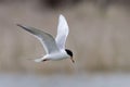 Forster`s Tern, Sterna forsteri, flying Royalty Free Stock Photo