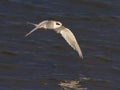 Forster`s Tern Sterna forsteri, nonbreeding in flight Royalty Free Stock Photo