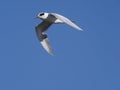 Forster`s tern, Sterna forsteri Royalty Free Stock Photo