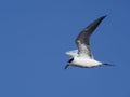 Forster`s tern, Sterna forsteri Royalty Free Stock Photo