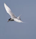 Forster stern, Forsters Tern, Sterna forsteri